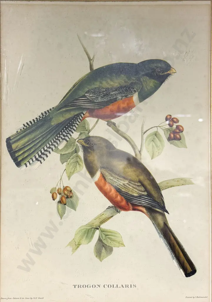 After James Gould, Set Of 4 Coloured Bird Prints Image 1++