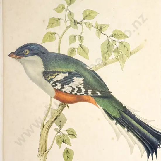 After James Gould, Set Of 4 Coloured Bird Prints