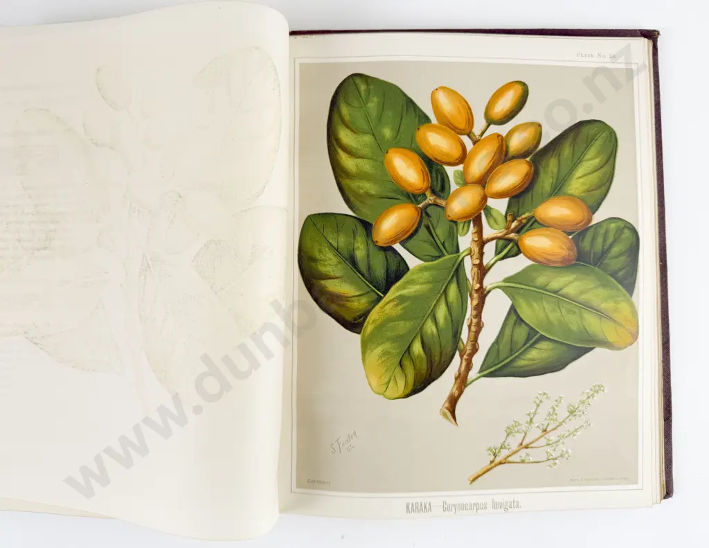 Featon Mr & Mrs E H - The Art Album of New Zealand Flora Volume I Authors Edition Image 1++