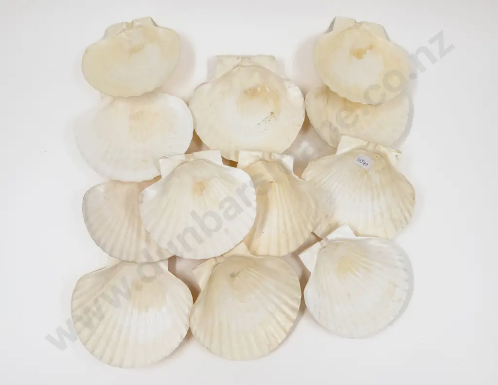 Quantity of Scallop Shells Image 1++