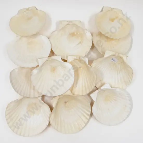 Quantity of Scallop Shells