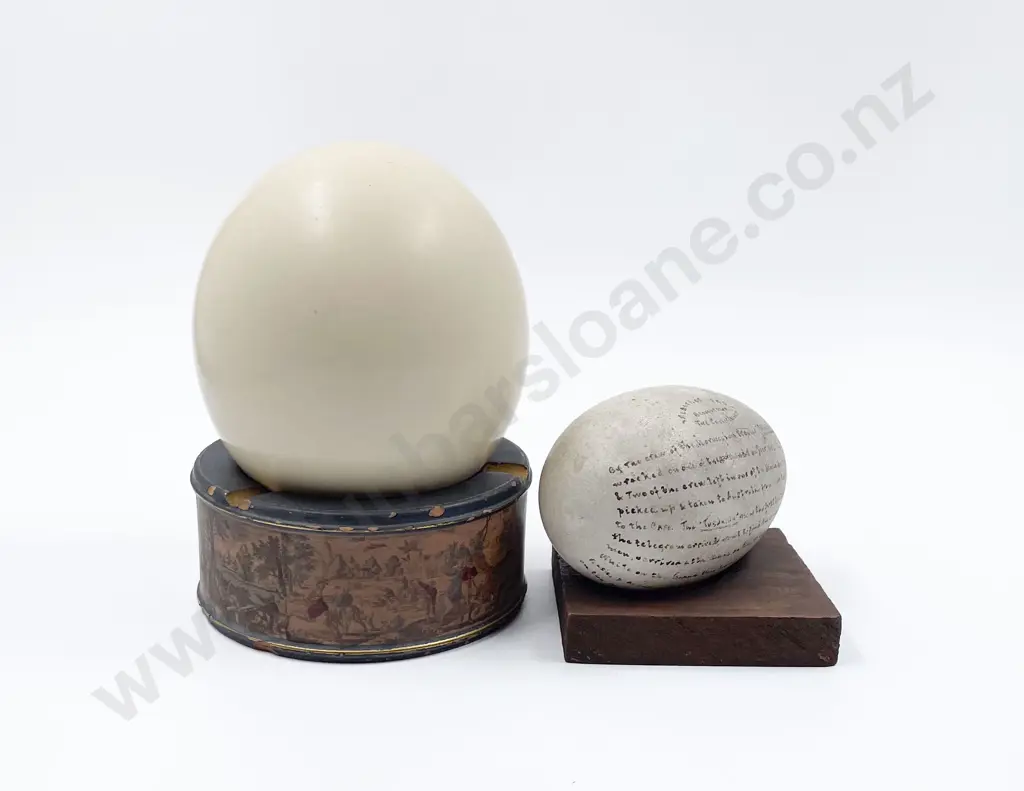 Albatross Egg Image 1++