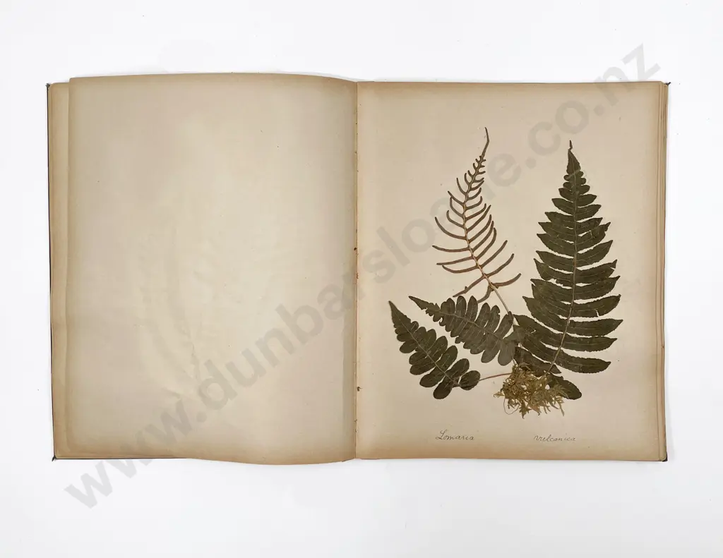 Early Colonial Album of Pressed NZ Ferns Image 1++