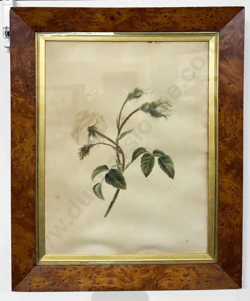 Victorian Botanical Study Watercolour - Birds Eye Maple Frame Image 1++