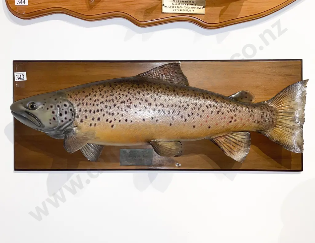 Mounted Model of A 9lb Brown Trout Image 1++