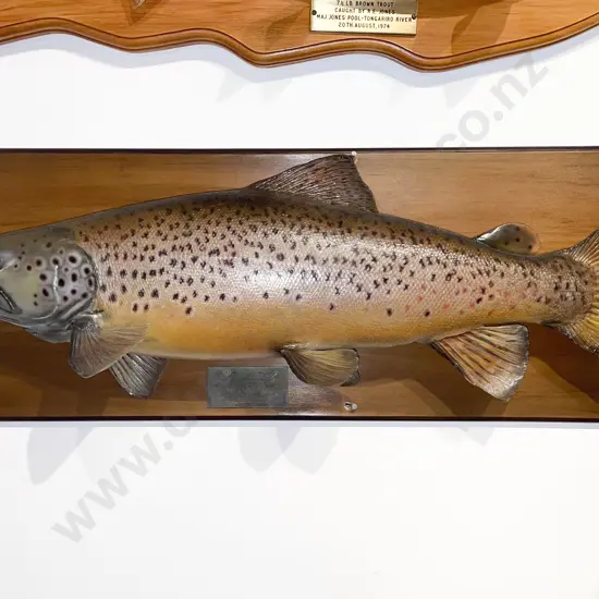 Mounted Model of A 9lb Brown Trout