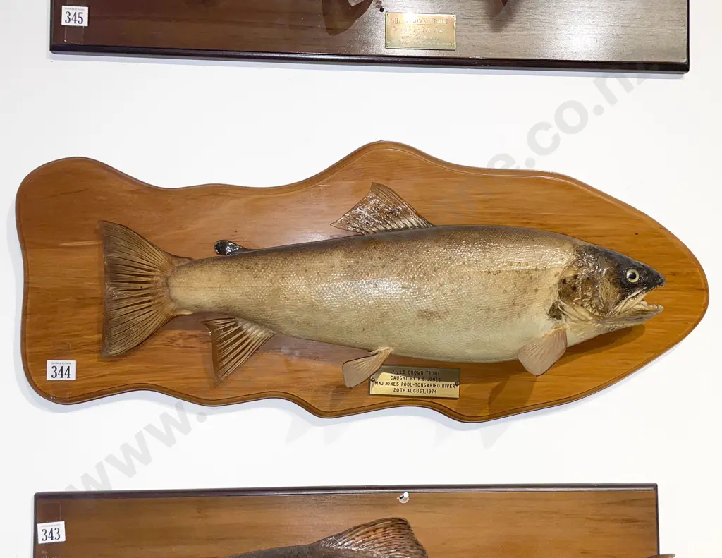 Mounted Model of 7 1/4lb Brown Trout Image 1++
