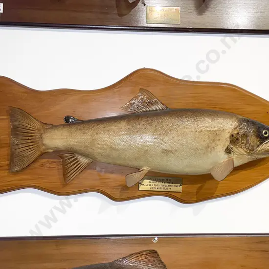 Mounted Model of 7 1/4lb Brown Trout