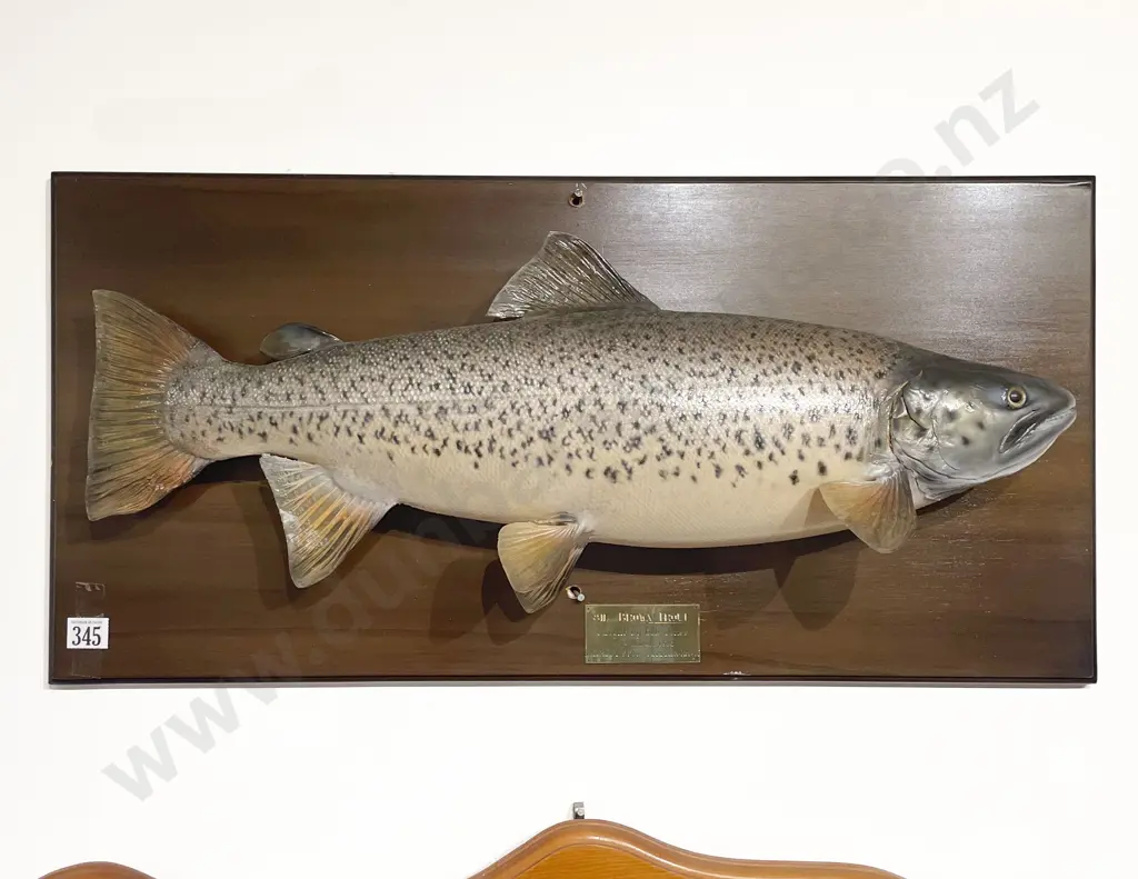 Mounted Model of 8lb Brown Trout Image 1++