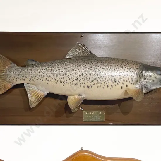 Mounted Model of 8lb Brown Trout