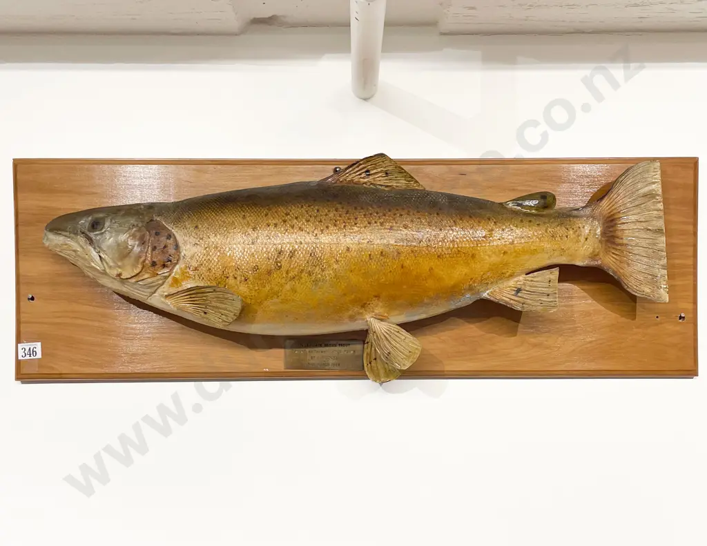 Mounted Model of 11 1/2lb  Jack Brown Trout Image 1++