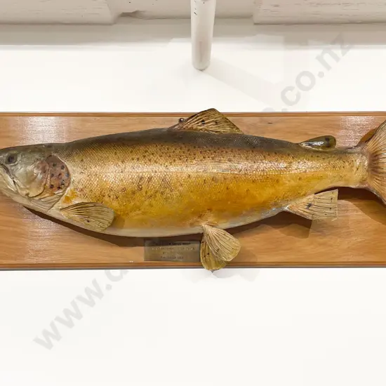 Mounted Model of 11 1/2lb  Jack Brown Trout