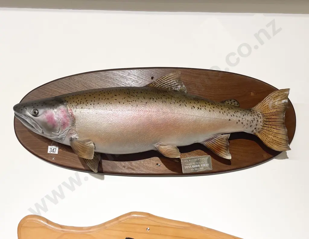 Mounted Model of 13lb  Rainbow Trout Image 1++