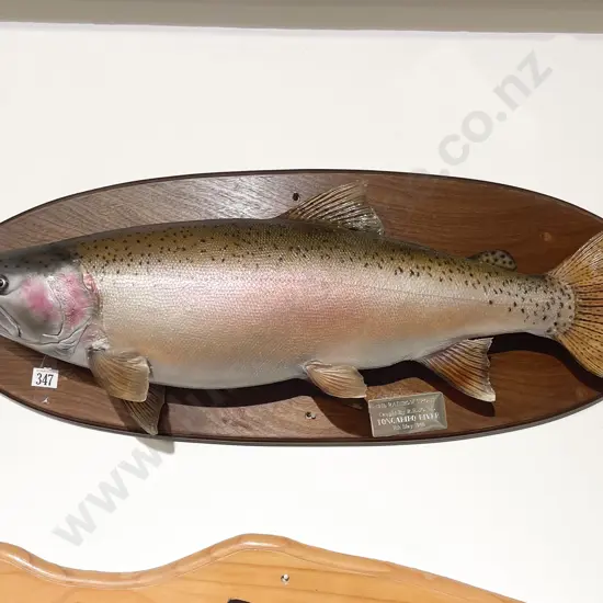 Mounted Model of 13lb  Rainbow Trout