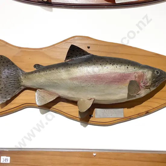 Mounted Model of 7lb Rainbow Trout
