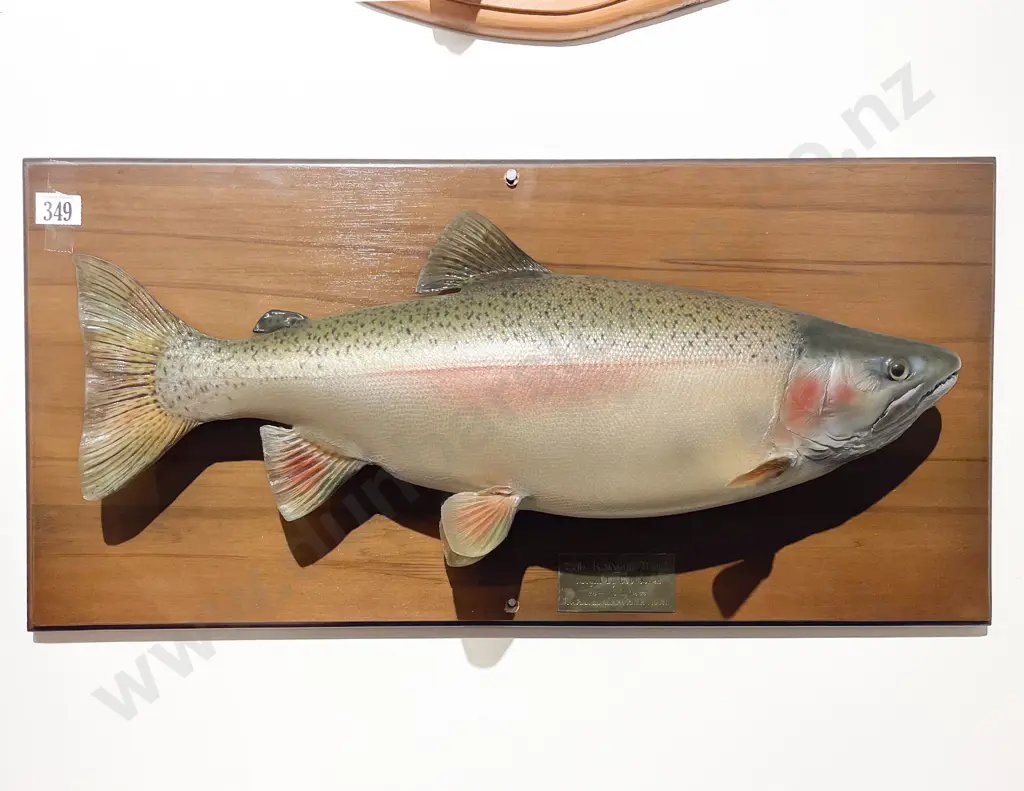 Mounted Model of 7 1/2 lb Rainbow Trout Image 1++
