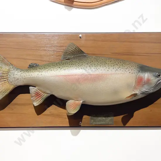 Mounted Model of 7 1/2 lb Rainbow Trout