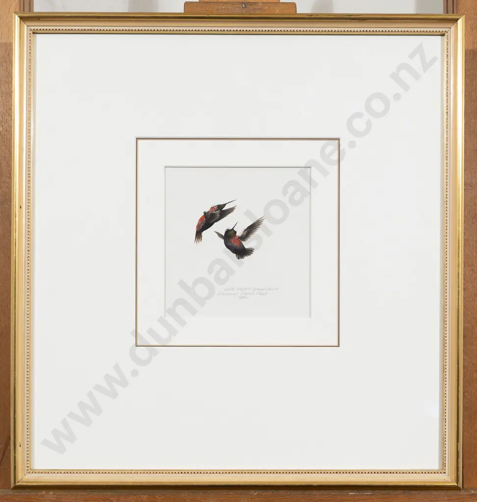 Raymond Ching - White Capped Hummingbirds Image 1++