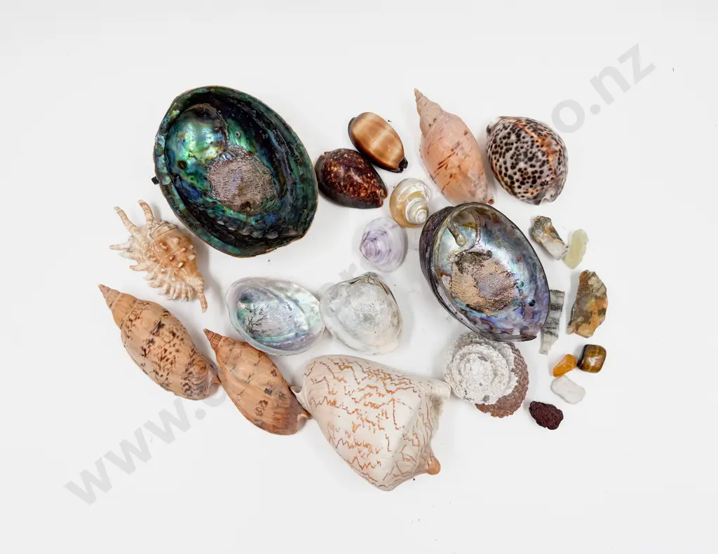 Quantity of Assorted Decorative Shells Image 1++
