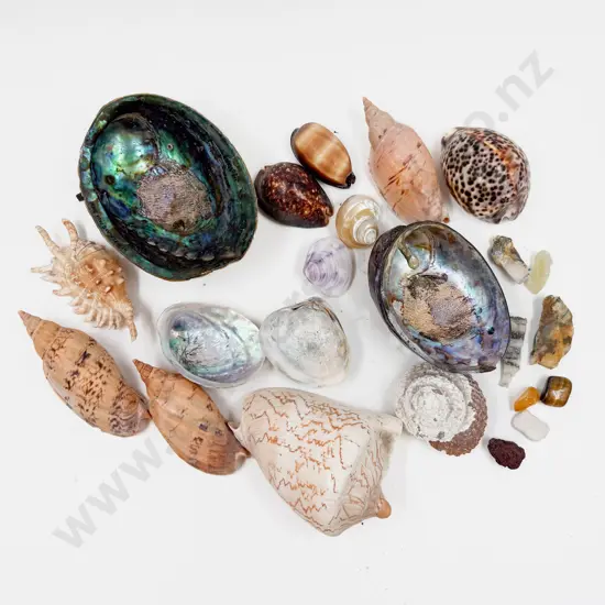 Quantity of Assorted Decorative Shells