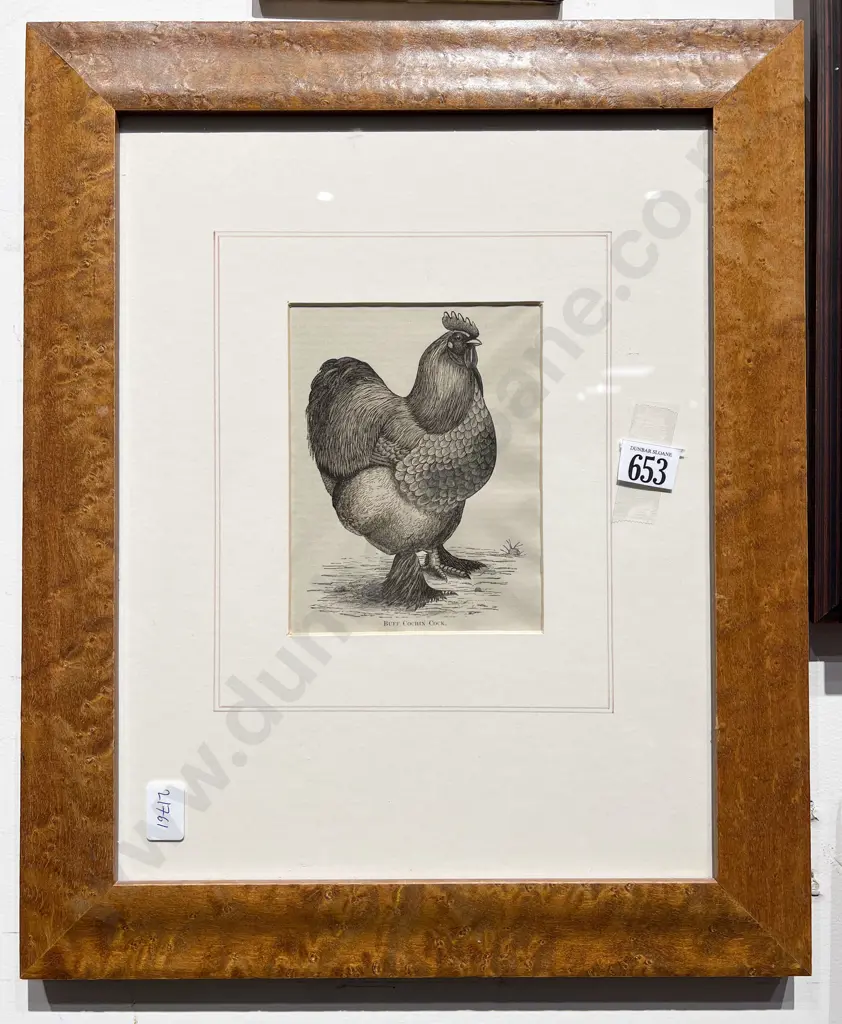 Buff Cochin Cock Bookplate Image 1++