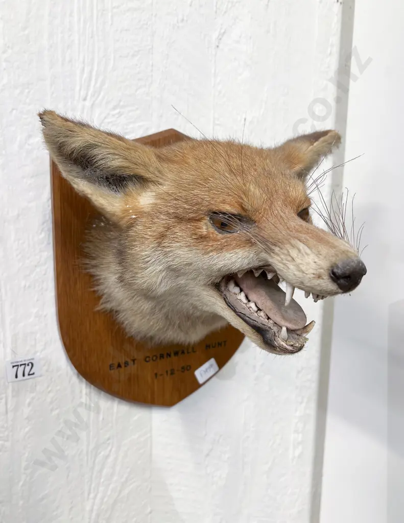 Taxidermy Fox Image 1++