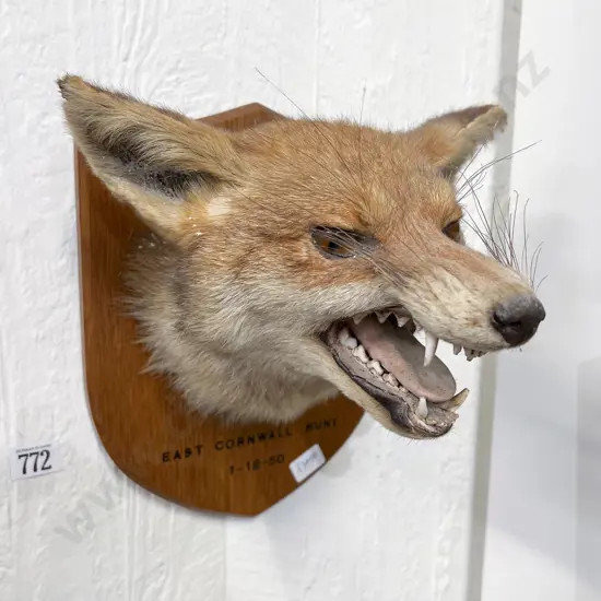 Taxidermy Fox
