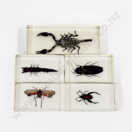 Five Assorted Insect Paperweights