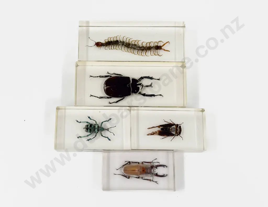 Five Assorted Insect Paperweights Image 1++