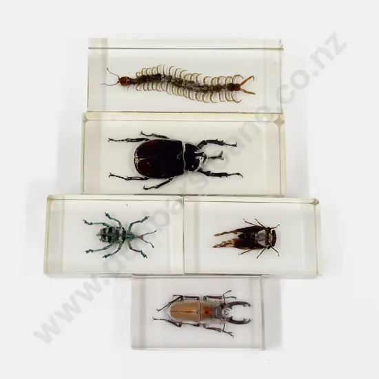 Five Assorted Insect Paperweights