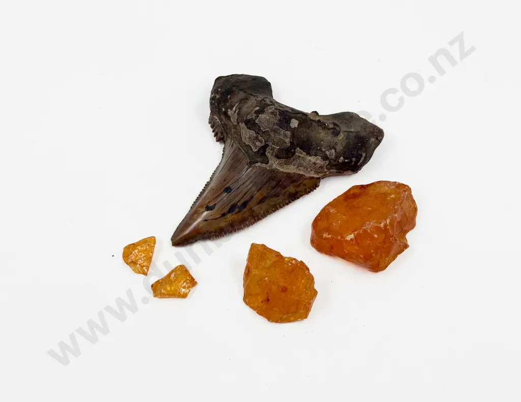 Fossilised Shark Took with small Pieces of Kauri Gum Image 1++