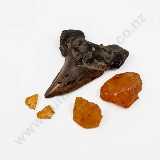 Fossilised Shark Took with small Pieces of Kauri Gum
