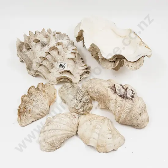 Seven Assorted Clam Shells