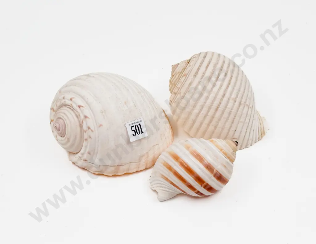Three Various Shells Image 1++
