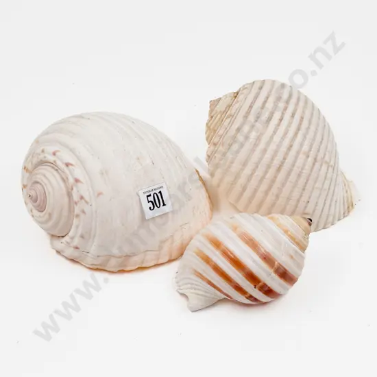 Three Various Shells