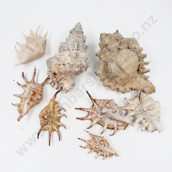 Quantity of Assorted Shells & Two Larger Examples