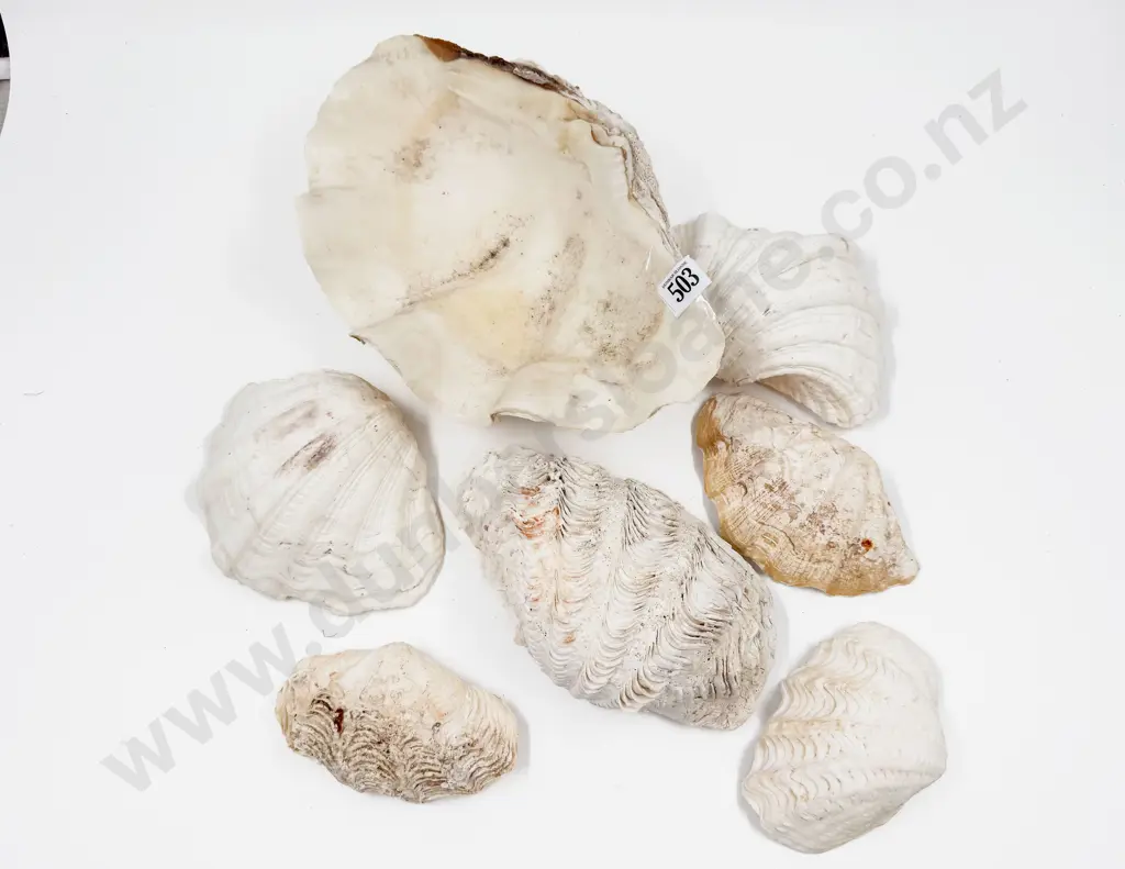 Seven Assorted Clam Shells Image 1++