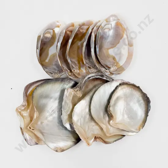 Quantity of Assorted Shells