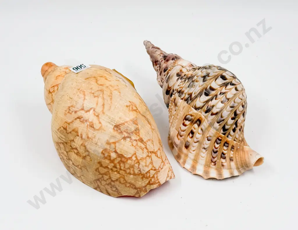 Two Larger Shells Image 1++