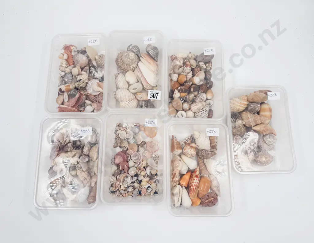Quantity Assorted Small Shells Image 1++