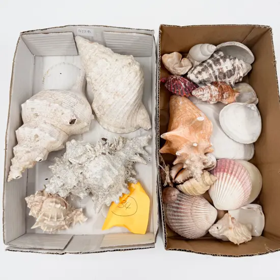 Two Boxes of Assorted Shells