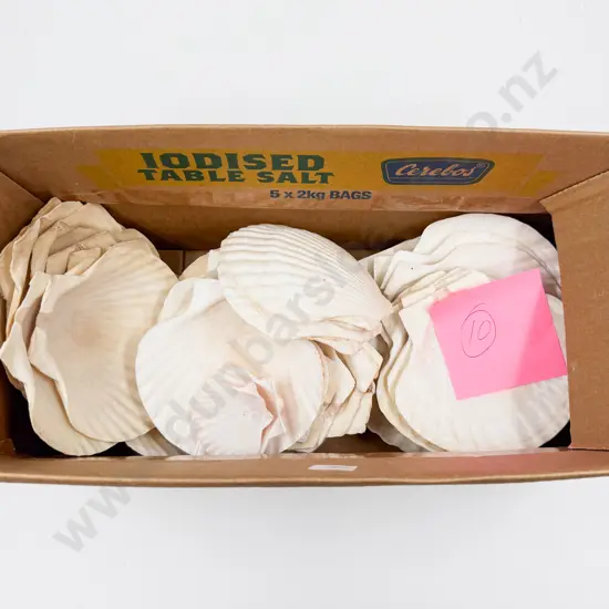 Box Assorted Scallop Shells
