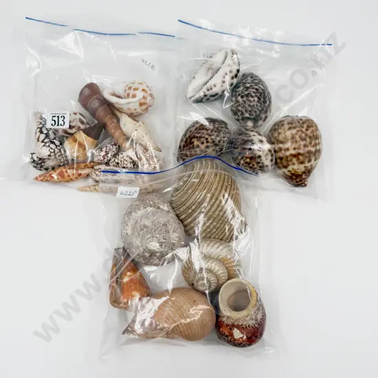 Three Bags of Assorted Shells