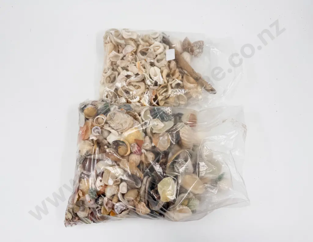 Quantity of Assorted Shells Etc Image 1++