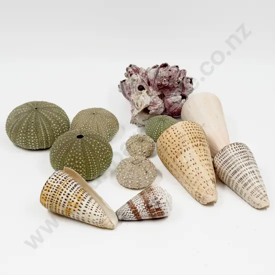 Two Boxes Of Assorted Shells incl Sea Urchins & Two Books