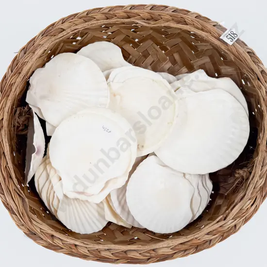 Woven Bag of Assorted Scallop Shells