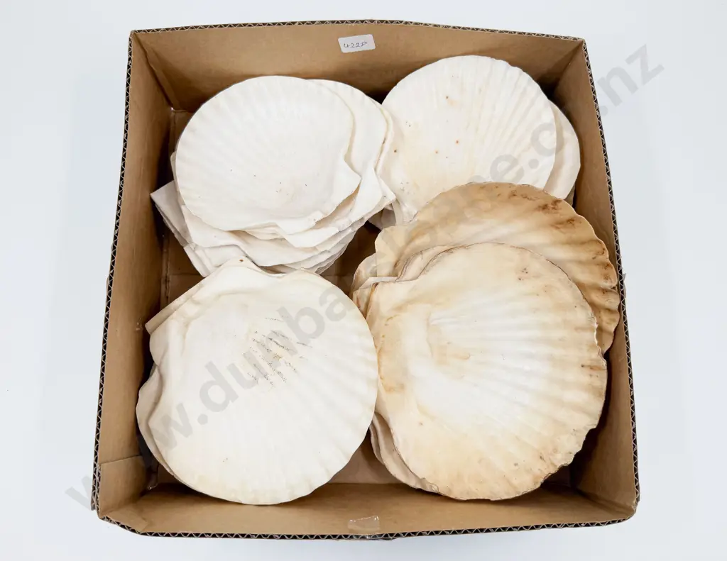 Box Of Assorted Scallop Shells Image 1++