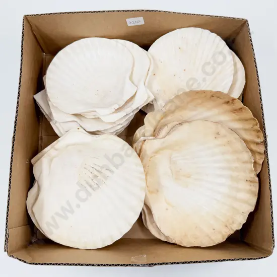 Box Of Assorted Scallop Shells
