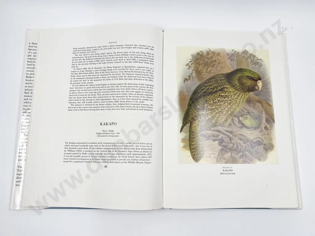 Bullers Birds of New Zealand Image 1++
