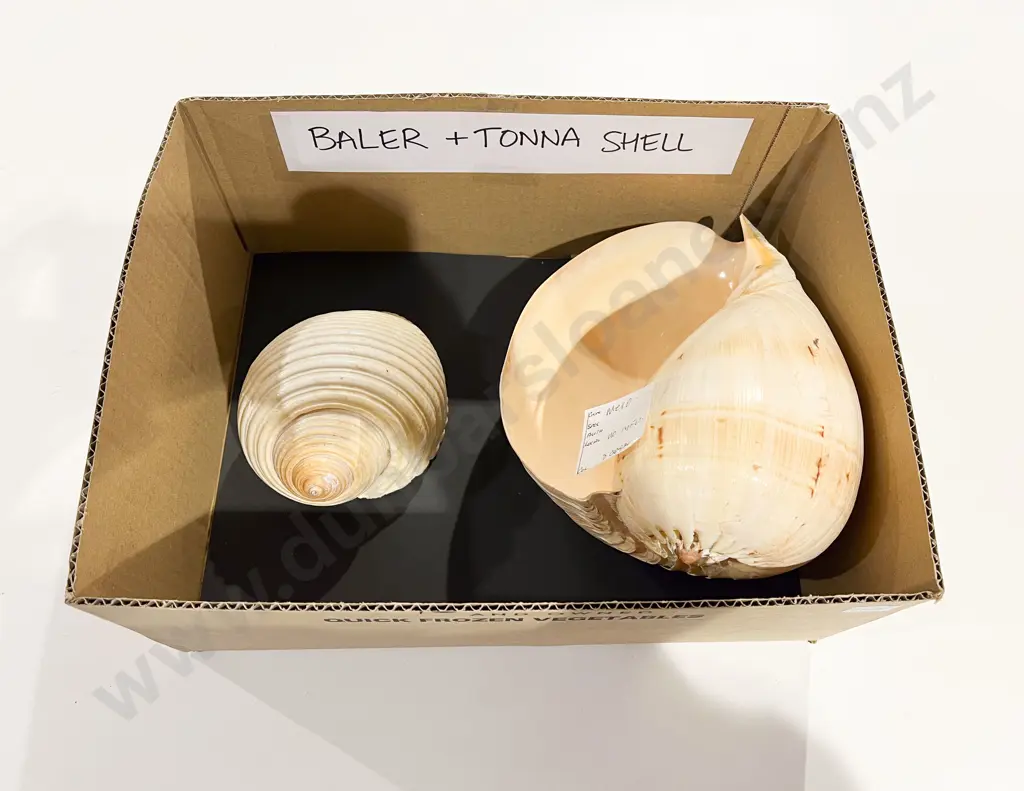 Large Baler Seashell together Tonna Seashell Image 1++